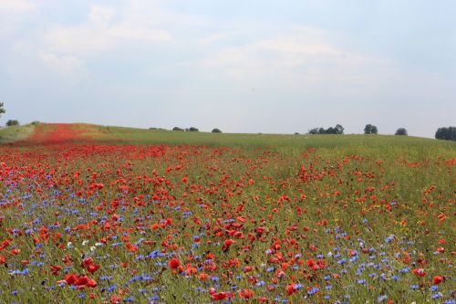 poppy cornflowers nature