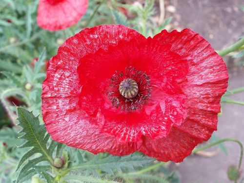 poppy flower nature