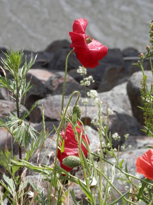 poppy red summer