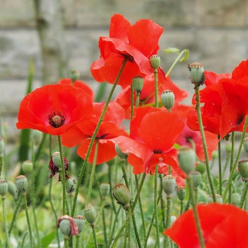 poppy flower summer