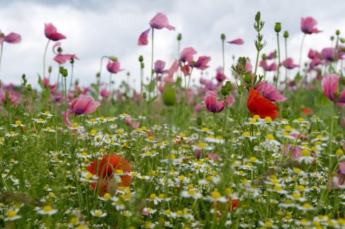 poppy meadow wildflowers