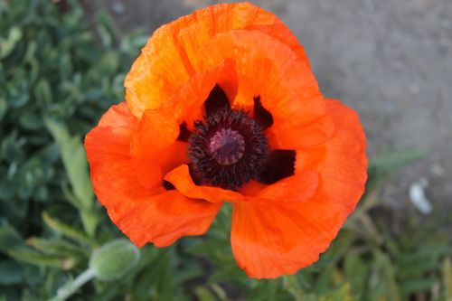 poppy blossom bloom