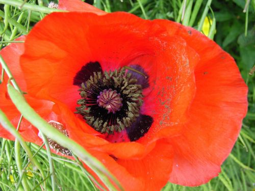 poppy flower red