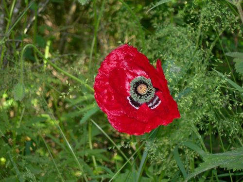 poppy nature landscape