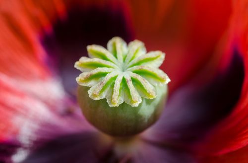 poppy flower bud