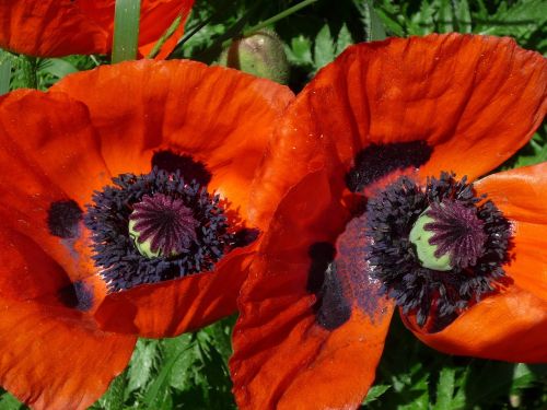 poppy pollen red