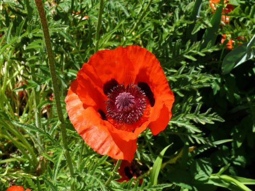 poppy orange red