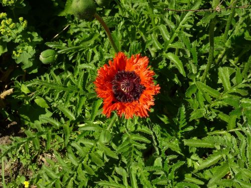 poppy garden summer