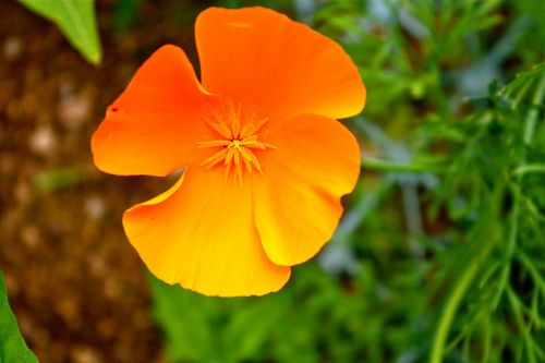 poppy flower spring