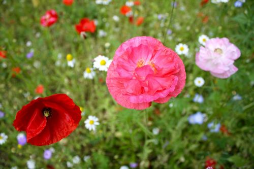 poppy flower spring