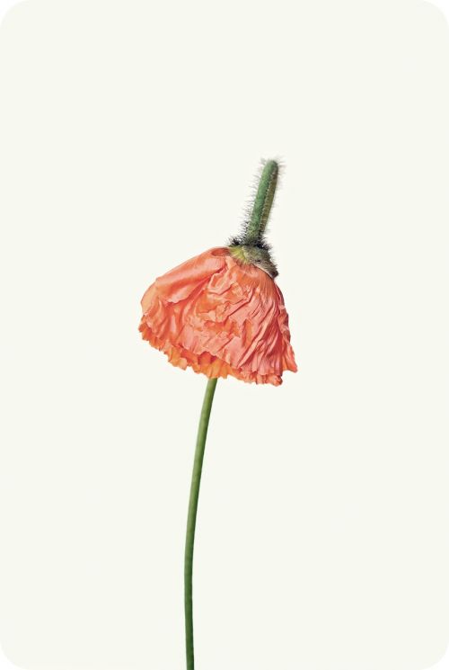 poppy orange blossom