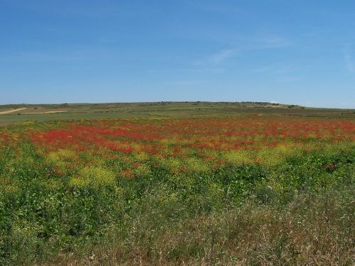 poppy provence landscape