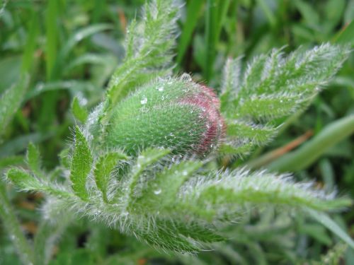 poppy bud hairy dew