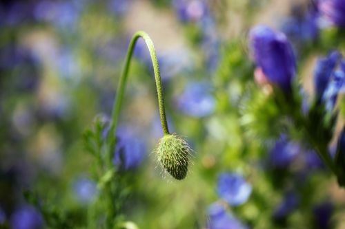 poppy capsule flower field flower