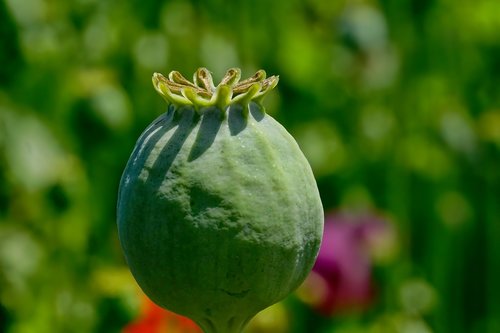 poppy capsule  opium poppy  mohngewaechs