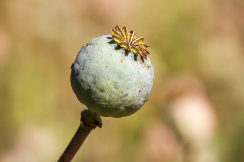 poppy capsule  agriculture  mohngewaechs