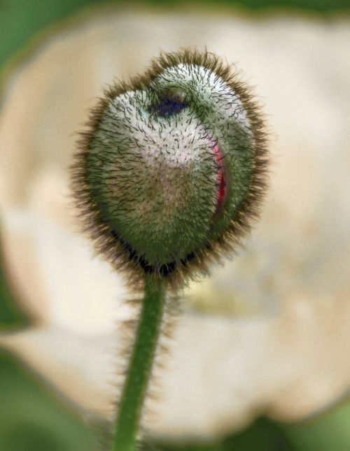 poppy capsule poppy flower