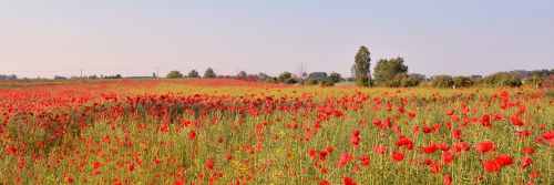 poppy field nature red flower