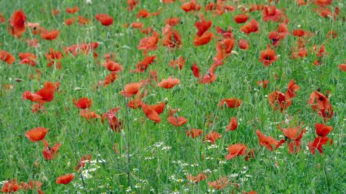 poppy field grain flower flower