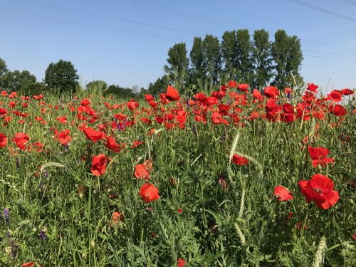 poppy field meadow edge of the woods