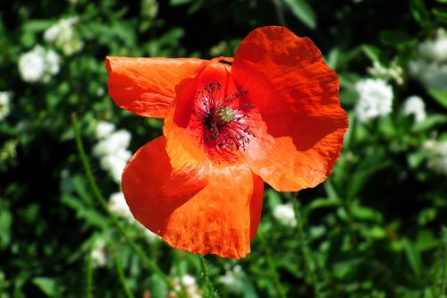 poppy field  red  poppy flower