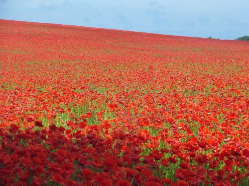 poppy field poppy sea of flowers