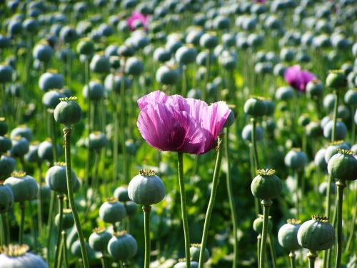 poppy flower purple flower poppy buds