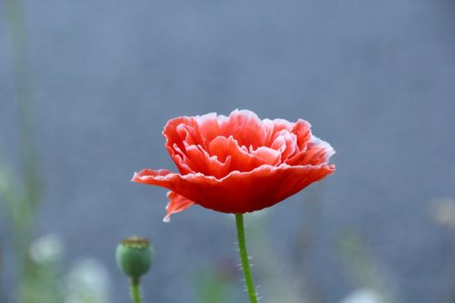 poppy flower flower klatschmohn