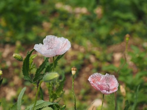 poppy flower pink light pink