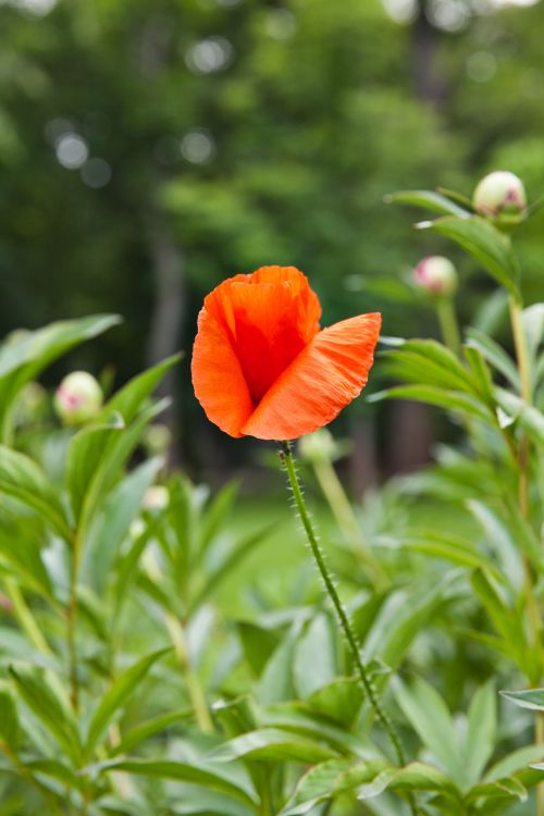 Poppy Flower