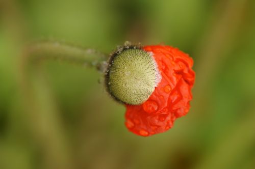 poppy flower blossom poppy