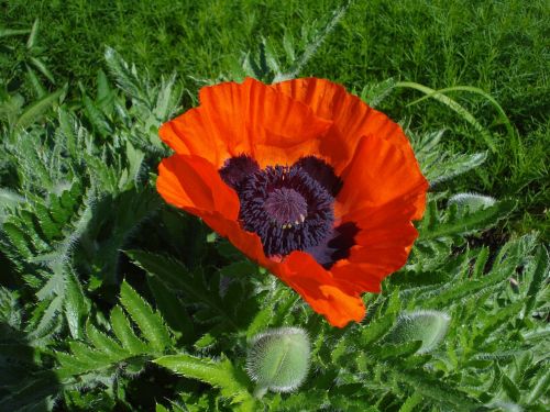 poppy flower flower red