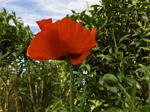 poppy flower flower plant