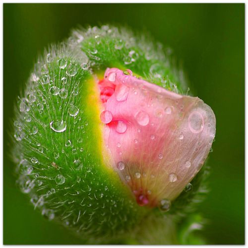 poppy flower buds jump dewdrop