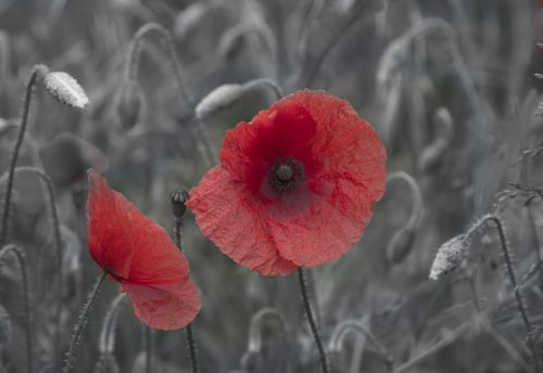 Poppy Flower