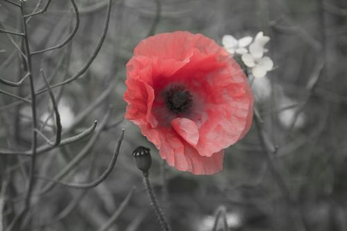 Poppy Flower