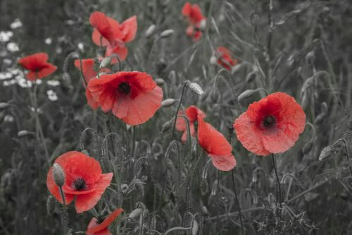 Poppy Flower