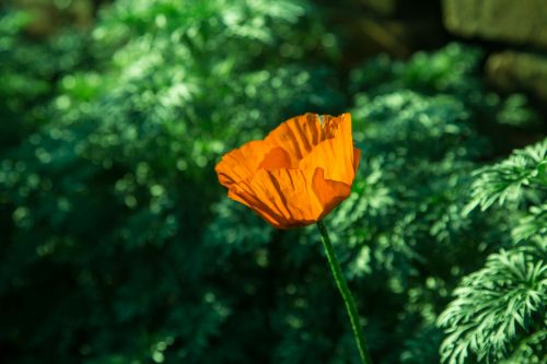 Poppy Flower