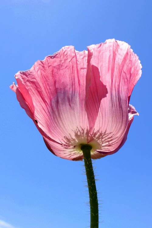 poppy flower pink flower