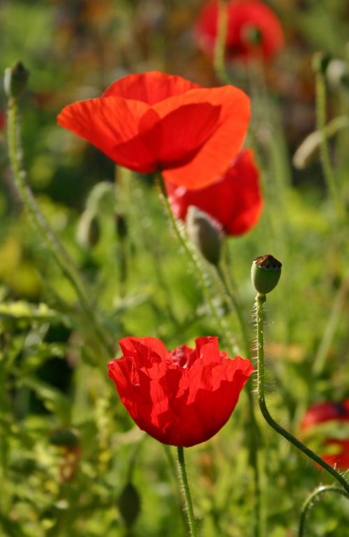 poppy flower poppy blossom