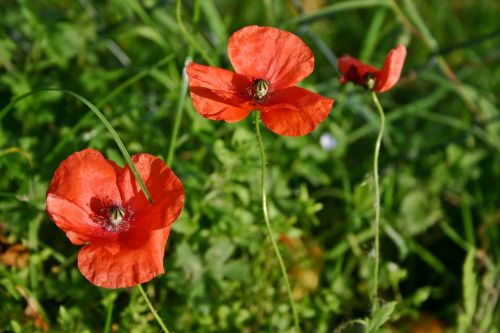 poppy flower poppy blossom