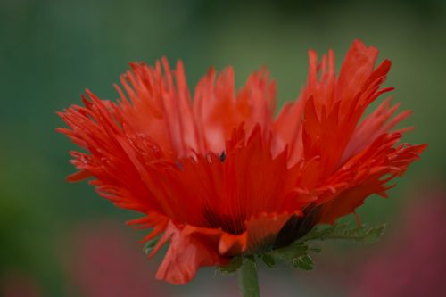 poppy flower close red