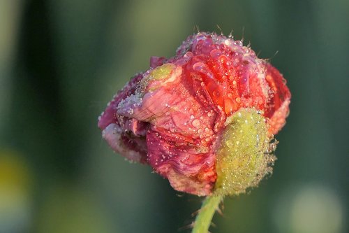 poppy flower  dewdrop  close up