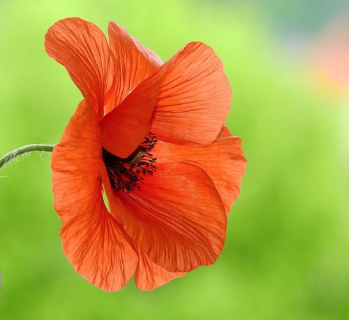 poppy flower  nature  red