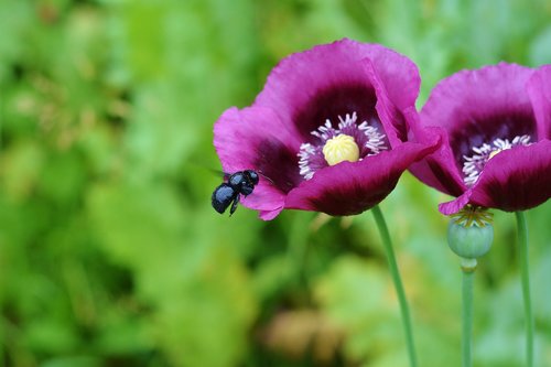 poppy flower  blue wooden bee  pollination