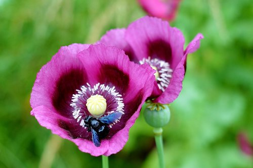 poppy flower  blue wooden bee  nature