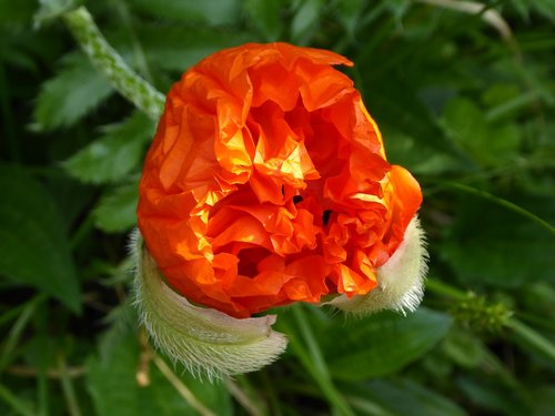 poppy flower  red  bud