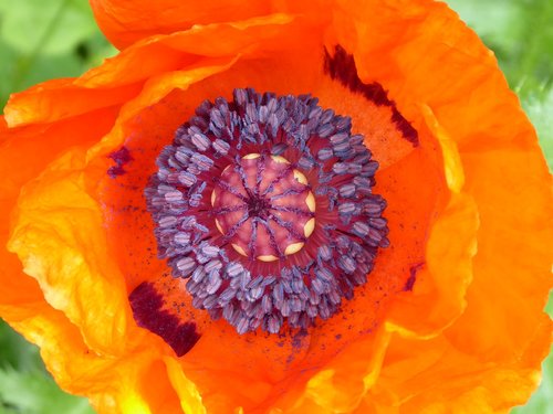 poppy flower  red  poppy