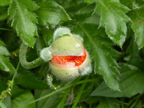 poppy flower  red  bud