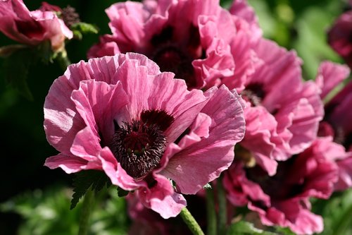 poppy flower  garden  flowers